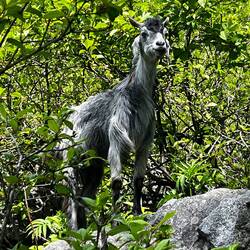 ... auch kein Tiger, und, nee auch kein Bär