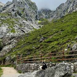 Picos de Europa