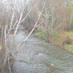 Pretty river near Mandeville