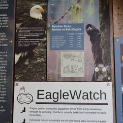 The eagle info