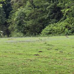 Niska also spotted rabbits. We saw loads of them along the towpath and surrounding fields