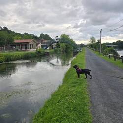 Niska spotted something interesting on the walk (probably a duck)
