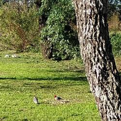 Zwei Piepmätze mit rotem Kopf