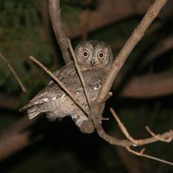 Die Zwergohreule (Otus Scops) – Foto von Wikifreund.