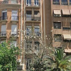 Man beachte die Schneeballblüten im Baum vor dem Haus