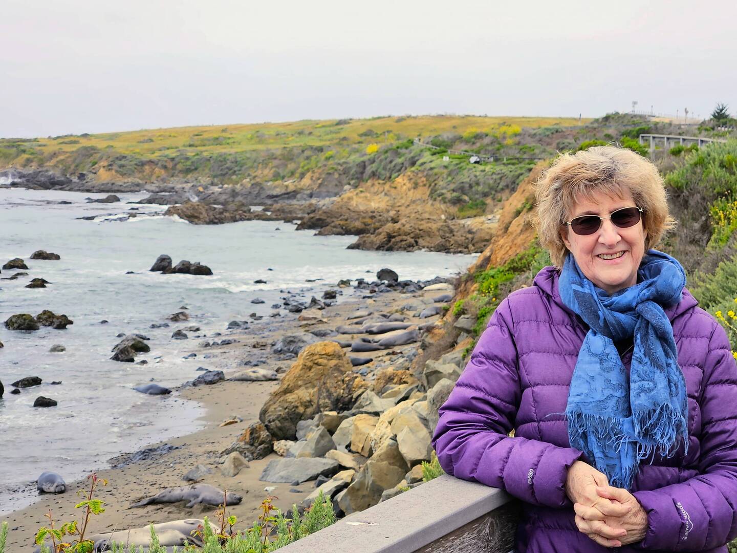 The elephant seals on the beach behind me look like rocks!