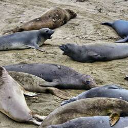 Juvenile elephant seals playing and lounging on the sand
