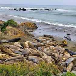 Most of the elephant seals lay stacked together in the sand.