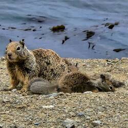 Momma and baby ground squirrels next to Morro Rock