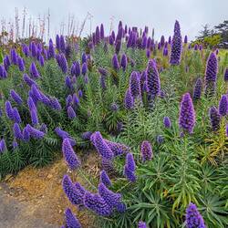 All along the roadside, we saw massive clumps of these beautiful purple flowers, "Pride of Madeira"