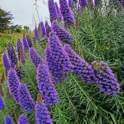 Close-up of Pride of Madeira flower spikes