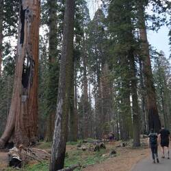 Brandschäden an den Sequoias