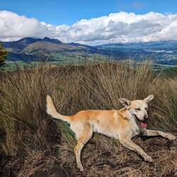 Auch die Hunde kommen mit auf den Pasochoa Trek