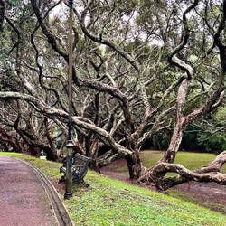 I could only photograph trees 🌳