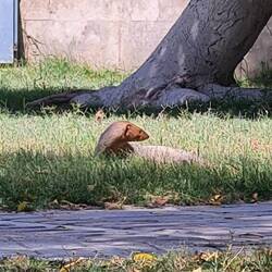 saw this badboy in the city park, no idea what it is
