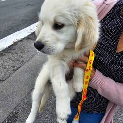 A great start with some puppy love!