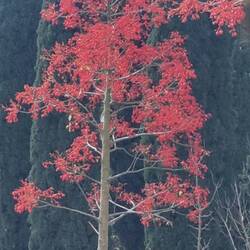 Das ist kein Herbstbaum, sondern rote Blüten