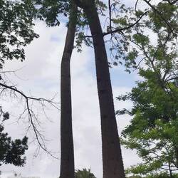 Diese dickbäuchigen Stachelbäume kenne ich aus Ägypten.