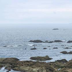 Fisherman out on the rocks getting the mussels& water needs to be rough to knock them off the rocks