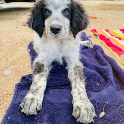 Einfach goldig 😍🥰🐶