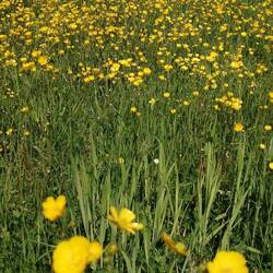 Eine ganze Wiese voll Butterblumen 😍