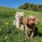 Tiger and Leo enjoying the nature reserve