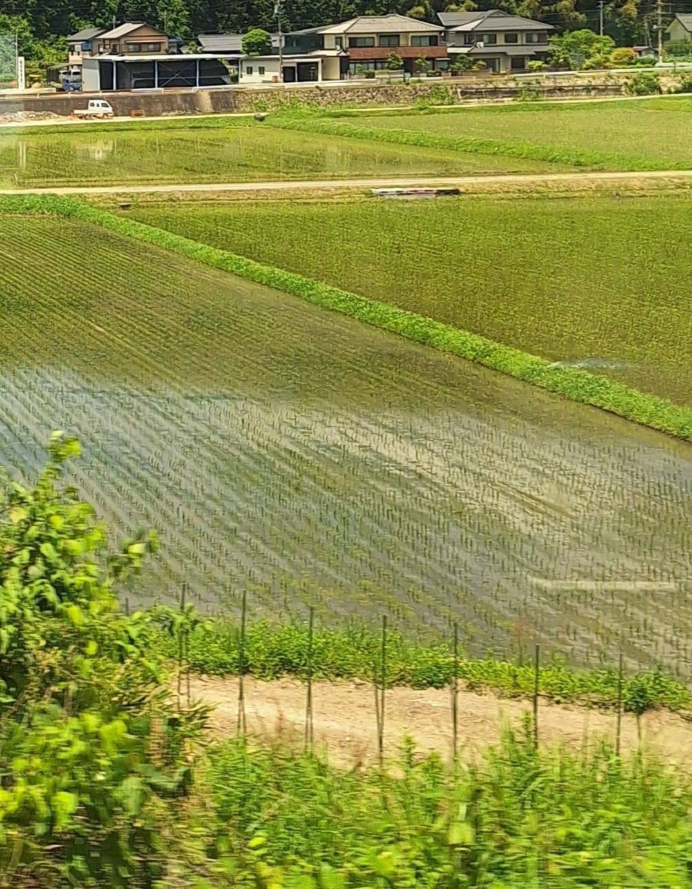 Rice patties viewed from train to Kyoto
