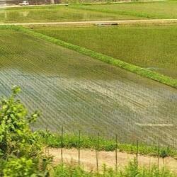Rice patties viewed from train to Kyoto