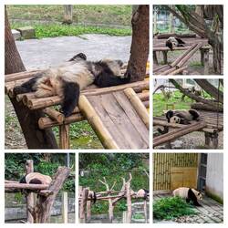 Pandas blobbing out