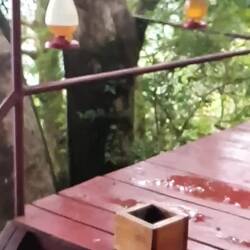 Von der Terrasse kann man Kolibris beobachten 🙂