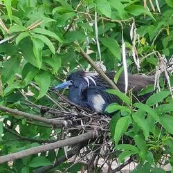 Brüten in der brütend heißen Innenstadt