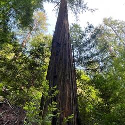 Erste Redwoods gesichtet.
