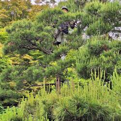 See the guy in the tree? He's trimming branches.