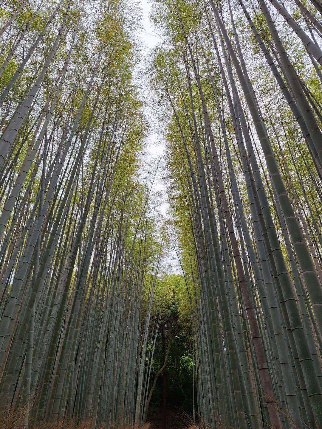 The magical and magnificent Arashiyama Bamboo Forest