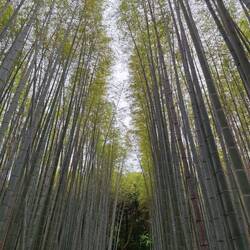 The magical and magnificent Arashiyama Bamboo Forest