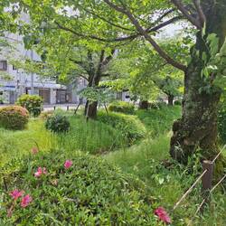 Greenery in the city