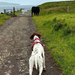 Snoopy e Mucca Angus nera