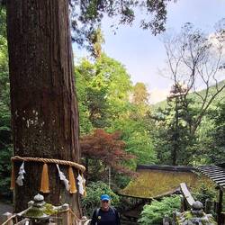 Another huge tree and scenic surroundings