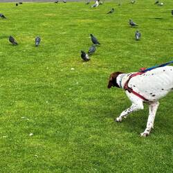 Snoopy punta decine piccioni