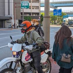 Our favourite new friend