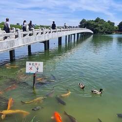 The very lovely and delightful Ohori Park, featuring huge carp and turtles fighting for bread