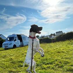 Snoopy impazzito per conigli