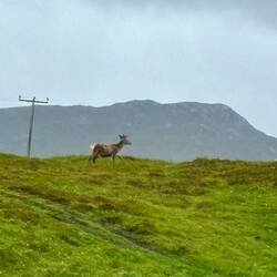 Cervi sulla NC500 verso isola di Skye