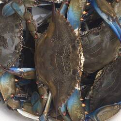 Blue Crabs.