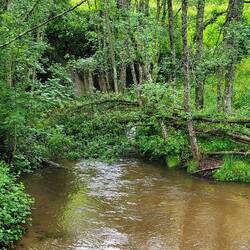 Beautiful forests and streams on the walk
