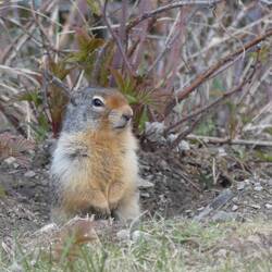 Ground Squirrel
