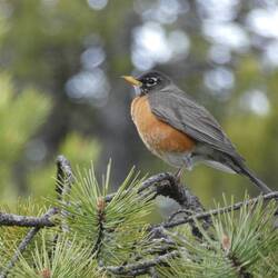American Robin