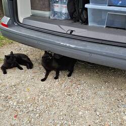 Meine Wachhunde, äh Katzen