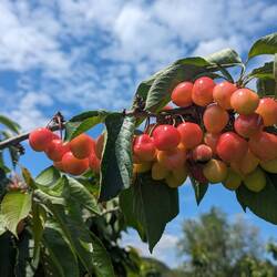 Bald sind sie reif....