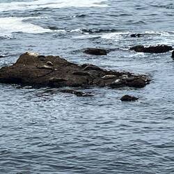 Suchbild. Wo dind die Viecher